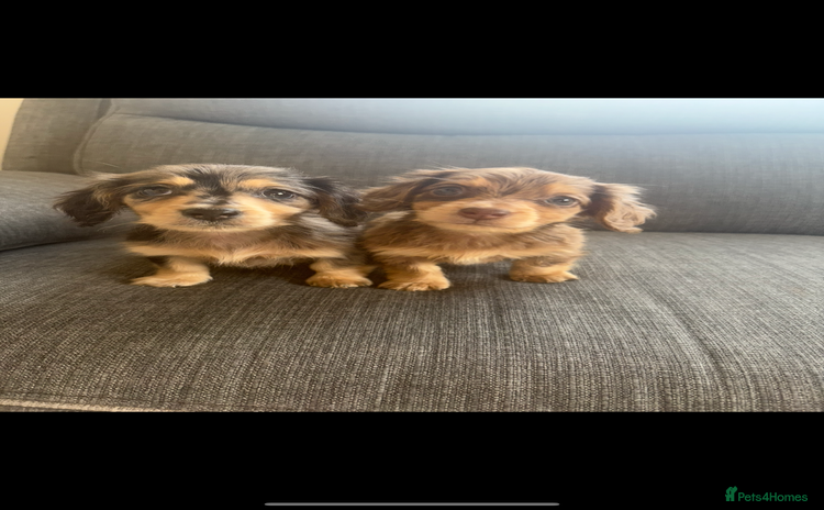 Dachshund dogs - Advert 1