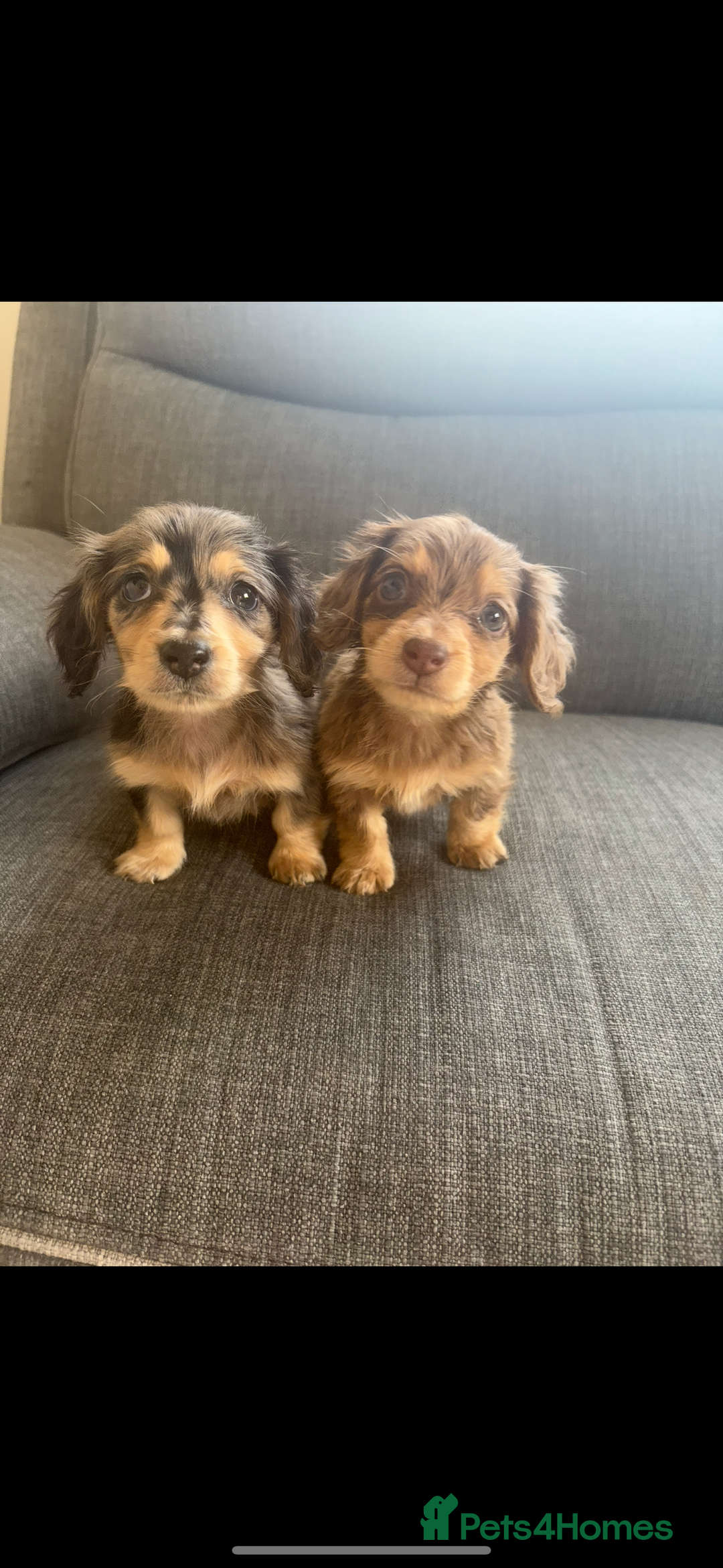 Dachshund dogs for sale: Dachshund  - Image 1