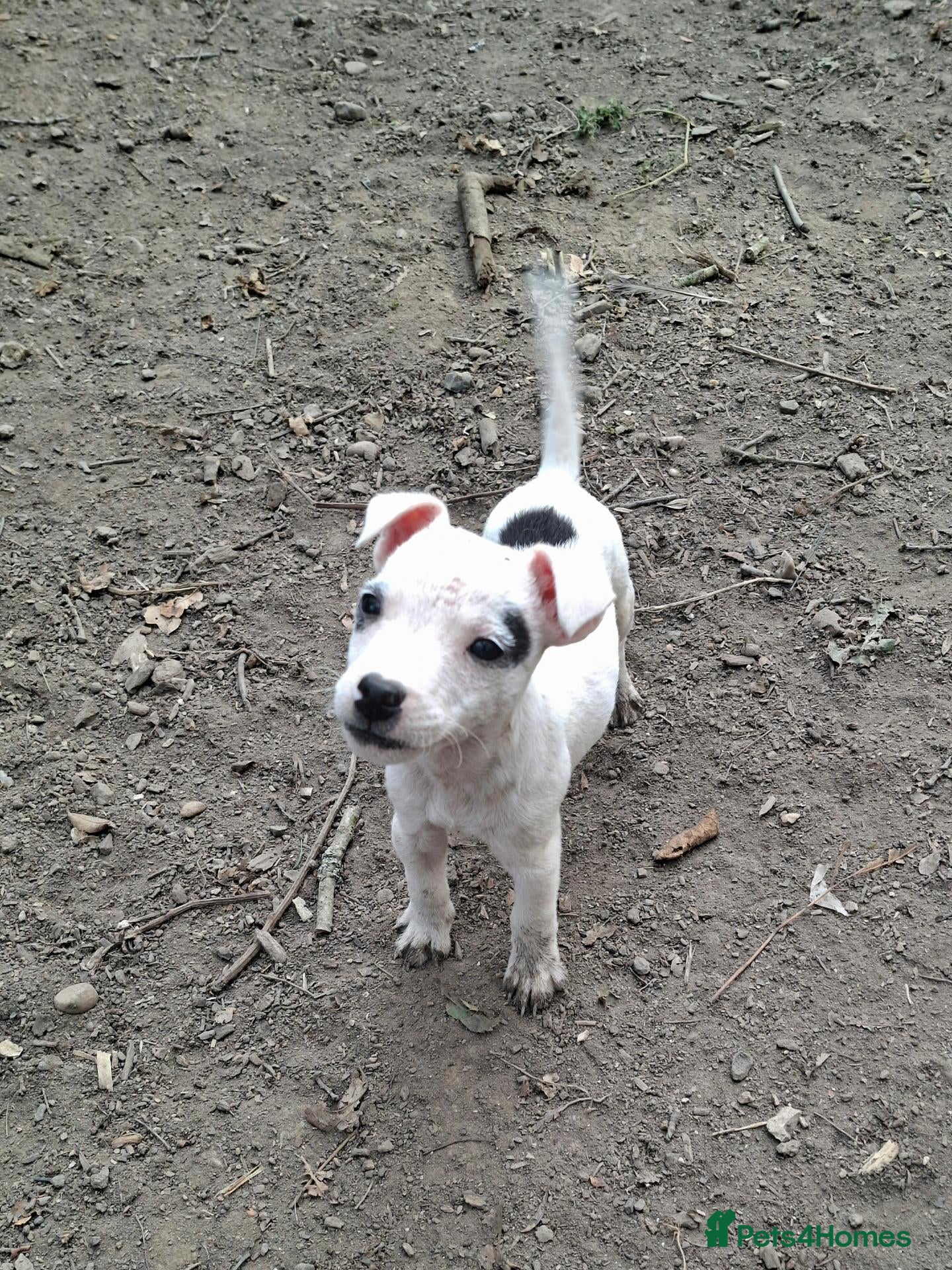 Jack Russell dogs Fully vaccinated JRT male puppy - Advert 1