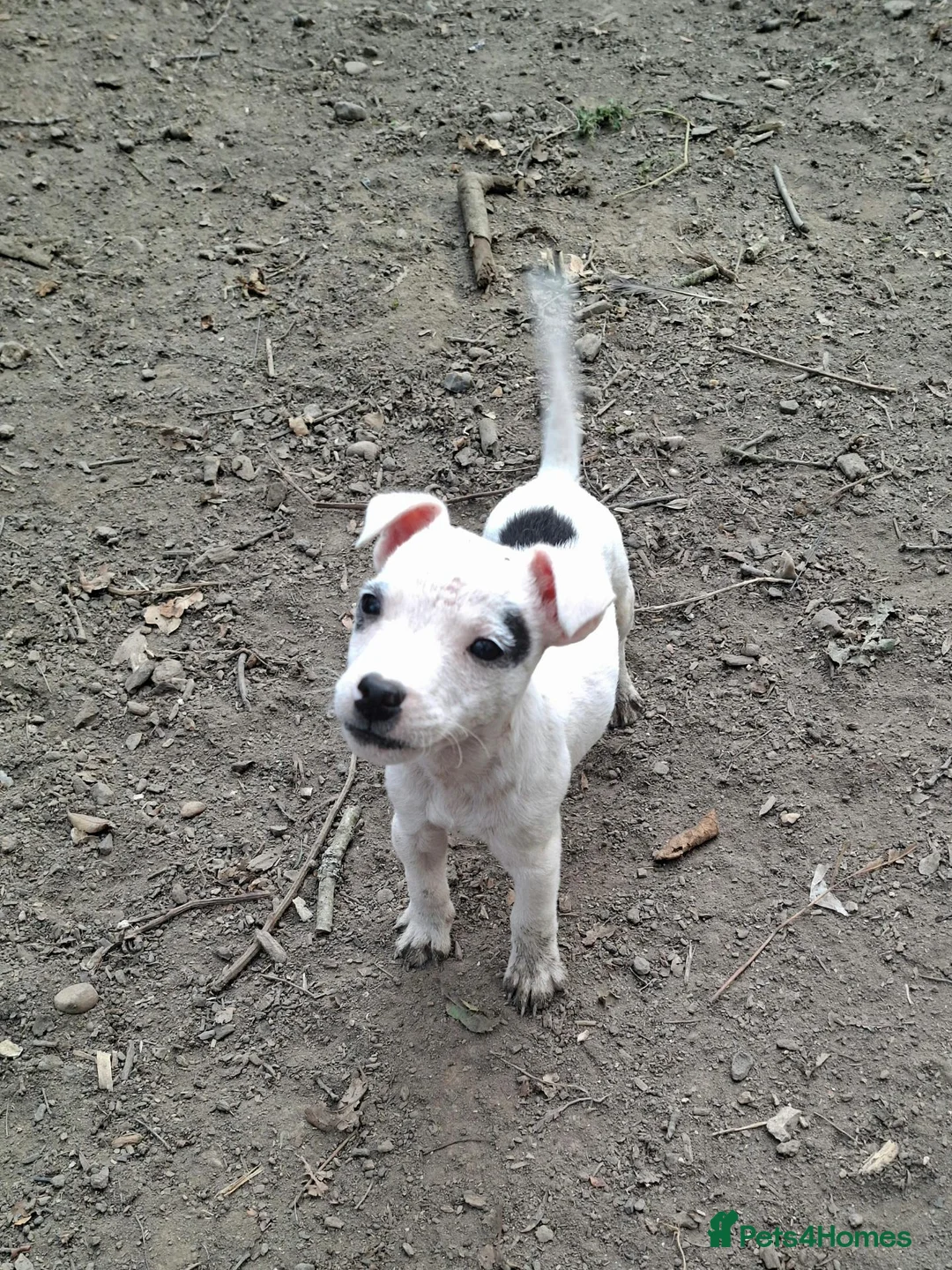Jack Russell dogs for sale: Fully vaccinated JRT male puppy - Advert 1