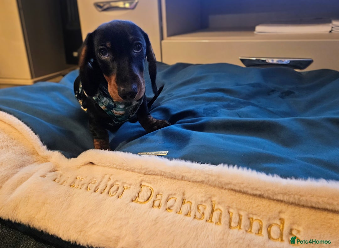 Miniature Dachshund dogs for sale: IVDD TESTED Exceptional pedigree - Image 3