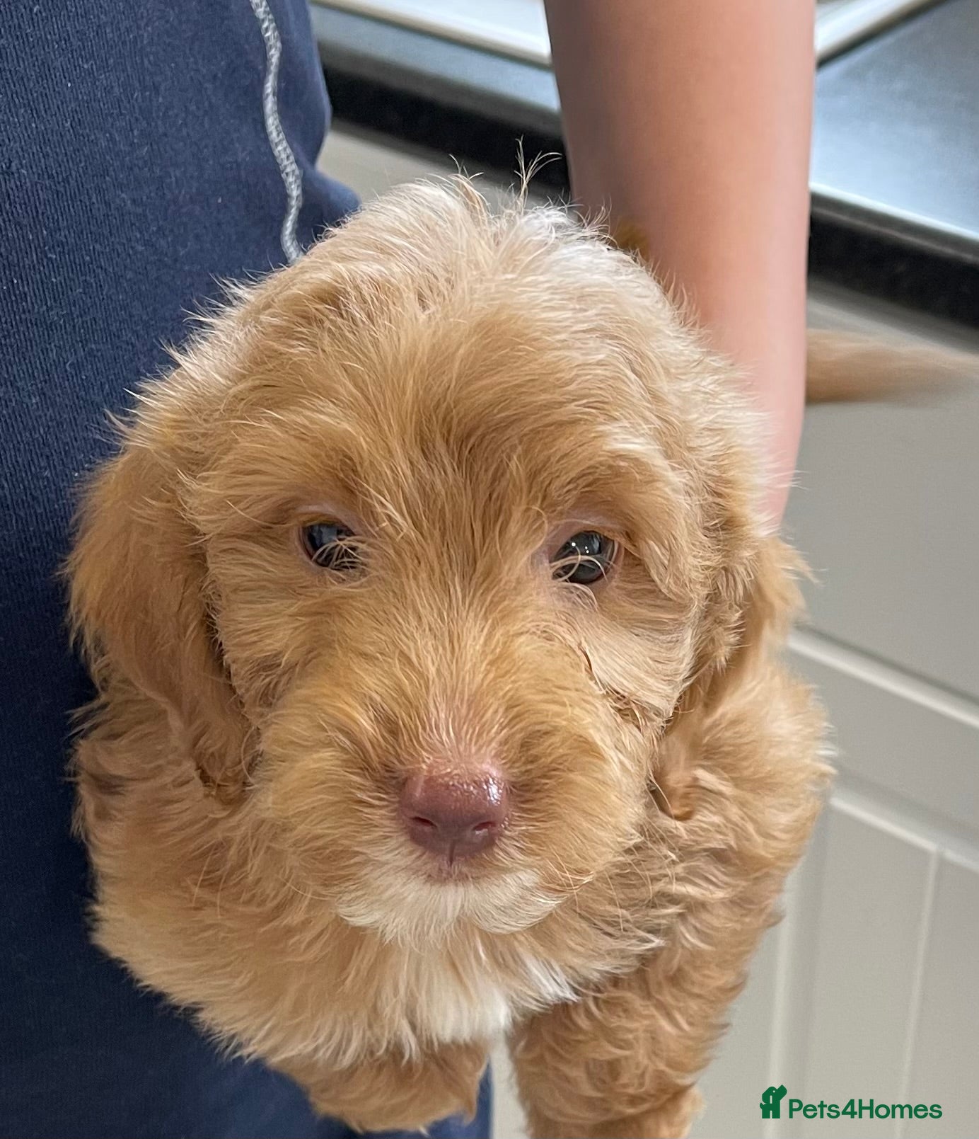 Cockapoo dogs 1 BEAUTIFUL COCKAPOO GIRL LEFT - Advert 2