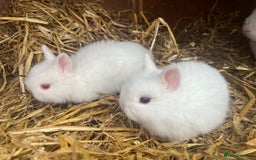 Netherland Dwarf rabbits for sale: Dwarf Bunnies - Image 3