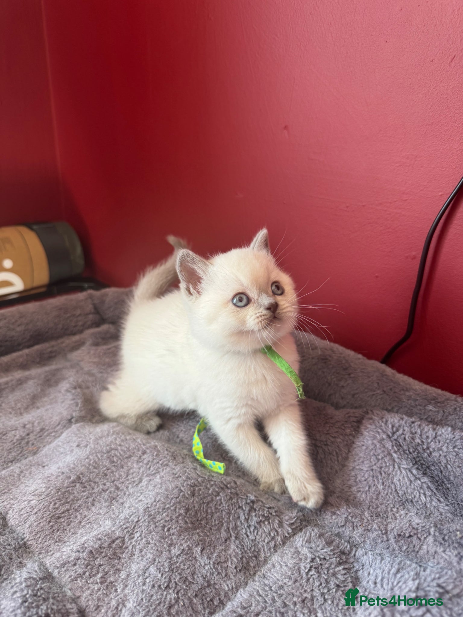 British Shorthair cats for sale: Gorgeous GCCF colourpoints  - Advert 9