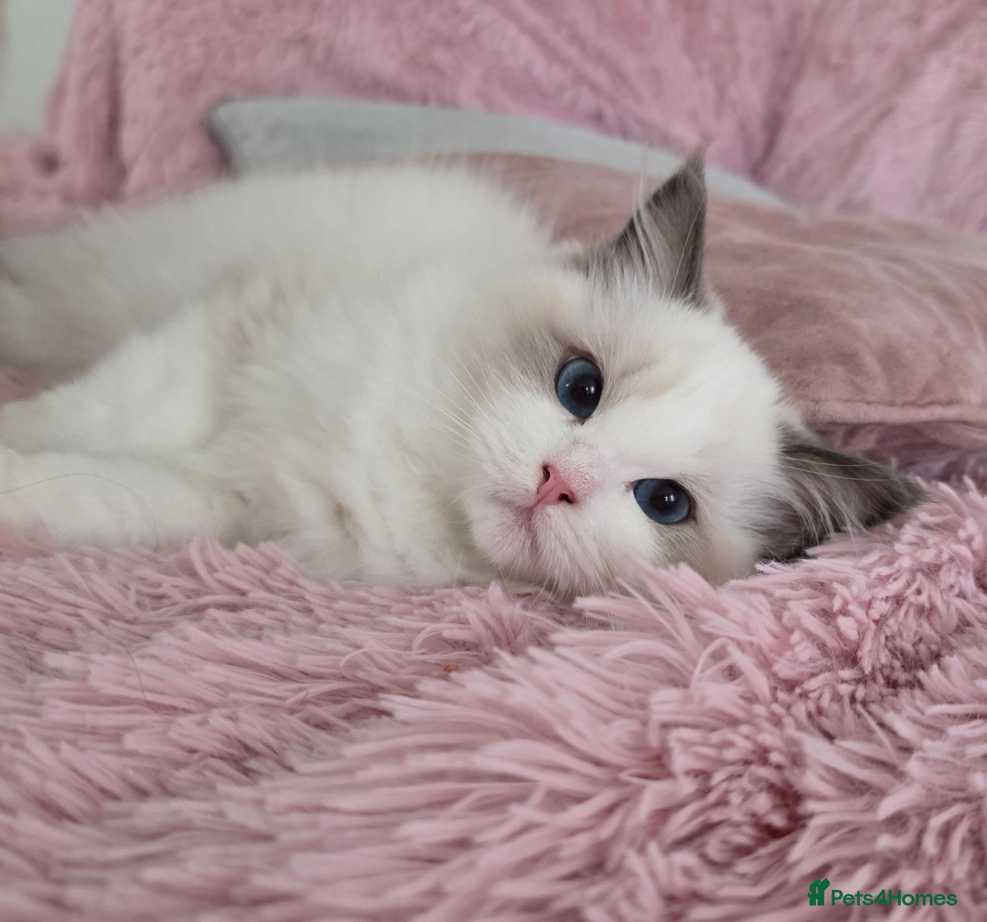 Ragdoll cats 💓please read🩵🏆European Champion lines 💫Tica - Advert 1