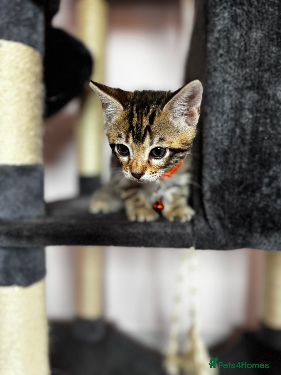 Bengal cats for sale: 🐆✨[REDUCED TO CLEAR!!] LAST THREE PURE BENGAL’S❤️ - Image 35