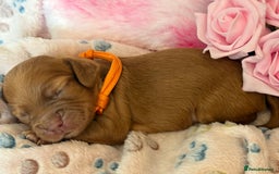 Cocker Spaniel dogs for sale: Beautiful Cocker Spaniel Puppies - Image 4