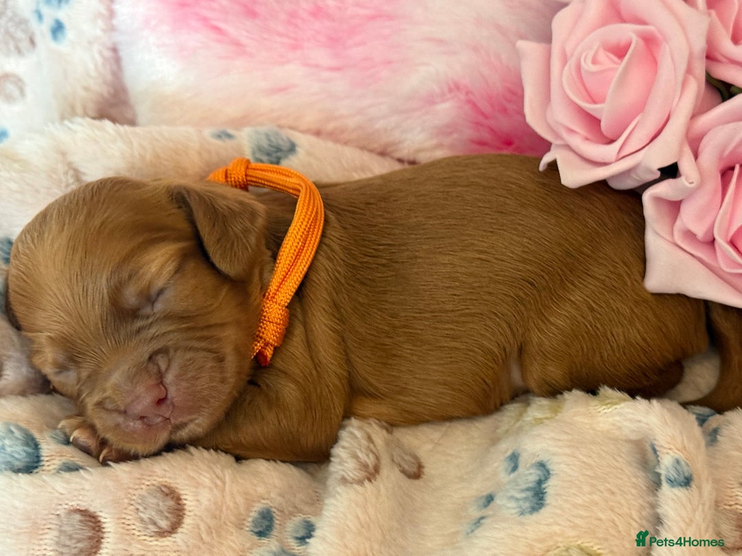Cocker Spaniel dogs for sale: Beautiful Cocker Spaniel Puppies - Image 4