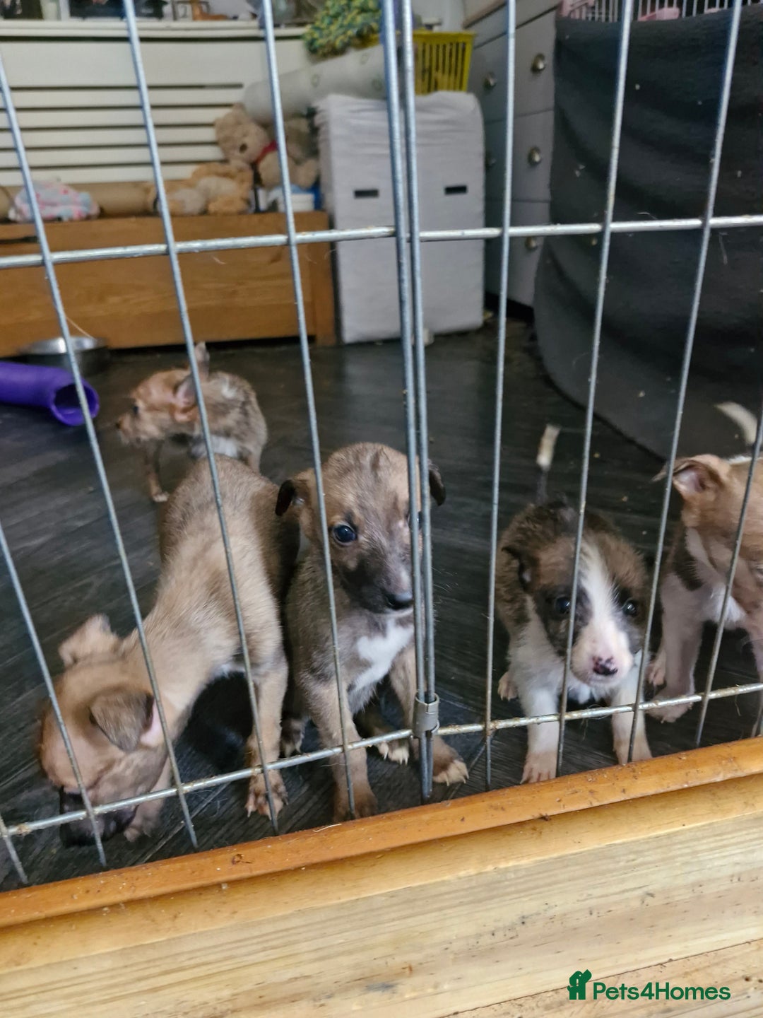 Lurcher dogs for sale: 8 beautiful lurcher puppies  - Image 9