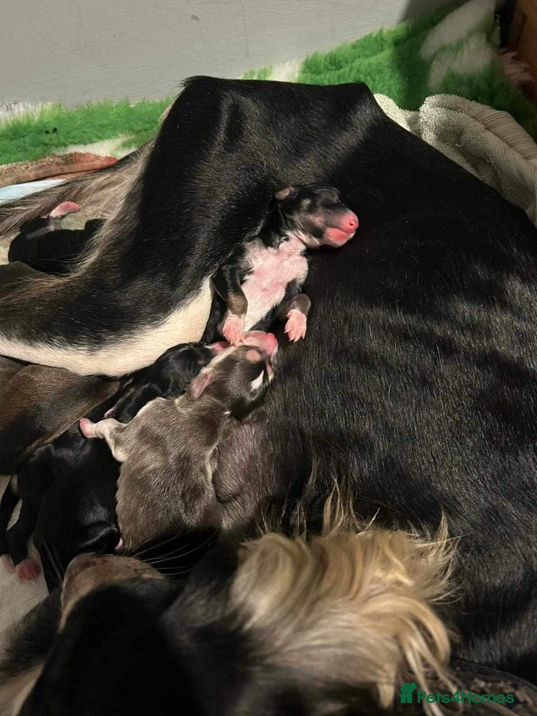 Saluki dogs for stud: KC Registered Saluki Stud in Liskeard - Advert 13