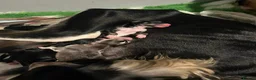 Saluki dogs for stud: KC Registered Saluki Stud - Advert 13