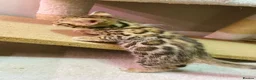 Bengal cats for sale: Stunning Male Bengal Cat Champion Bloodlines - Advert 10