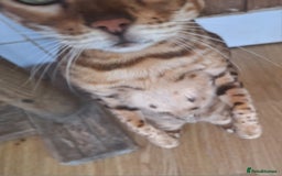 Bengal cats for sale: SBT Tica Bengal retired female Venus - Advert 11