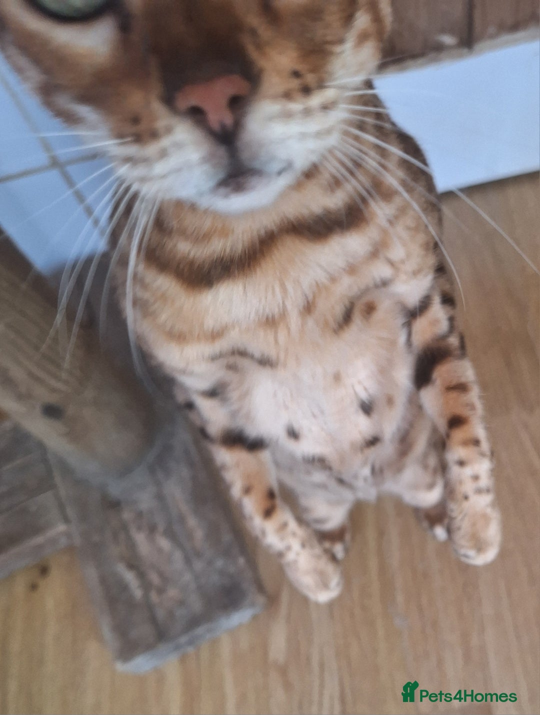 Bengal cats for sale: SBT Tica Bengal retired female Venus - Advert 11