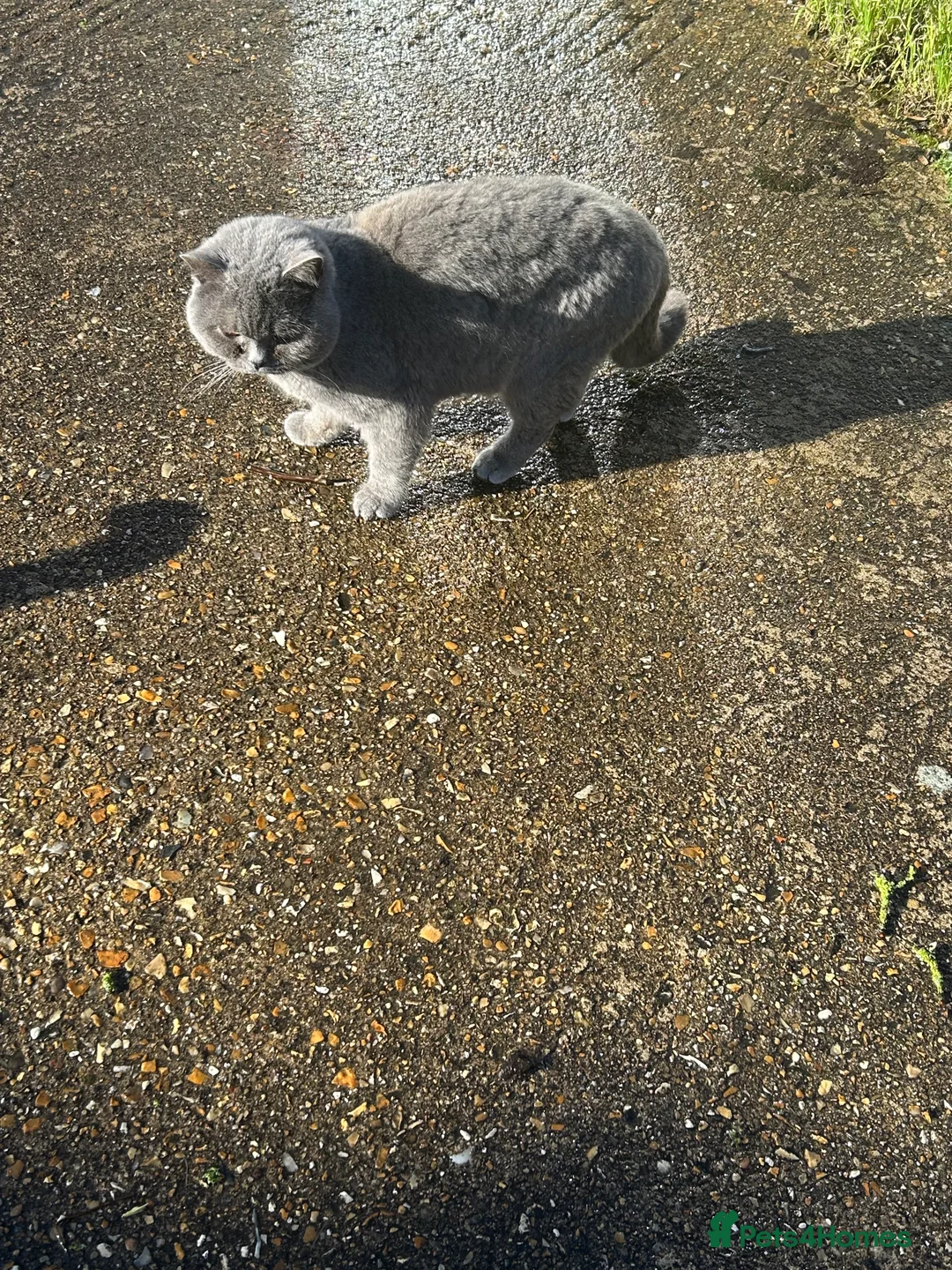 British Shorthair cats for sale: British shorthair - Advert 2