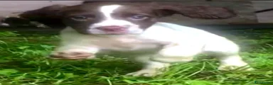 English Springer Spaniel 7
