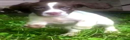 English Springer Spaniel dogs for sale: English Springer Spaniel pups for sale! - Advert 24