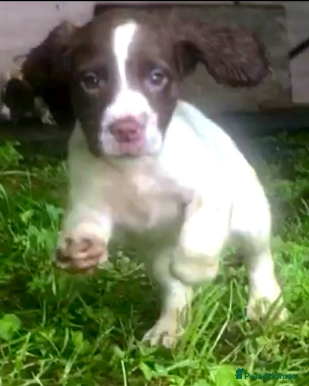 English Springer Spaniel dogs for sale: English Springer Spaniel pups for sale! - Advert 24