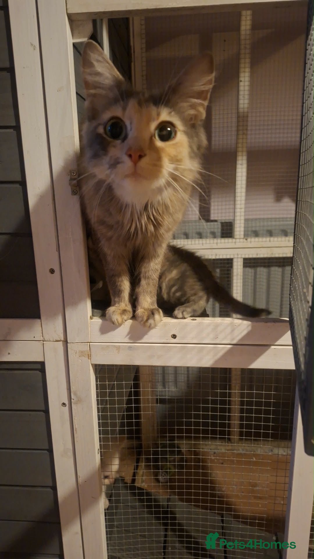 Mixed Breed cats Twin boys need to go together  - Advert 12