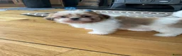 Shih Tzu dogs for sale: Adorable family raised Shih Tzu puppies for sale  - Advert 11