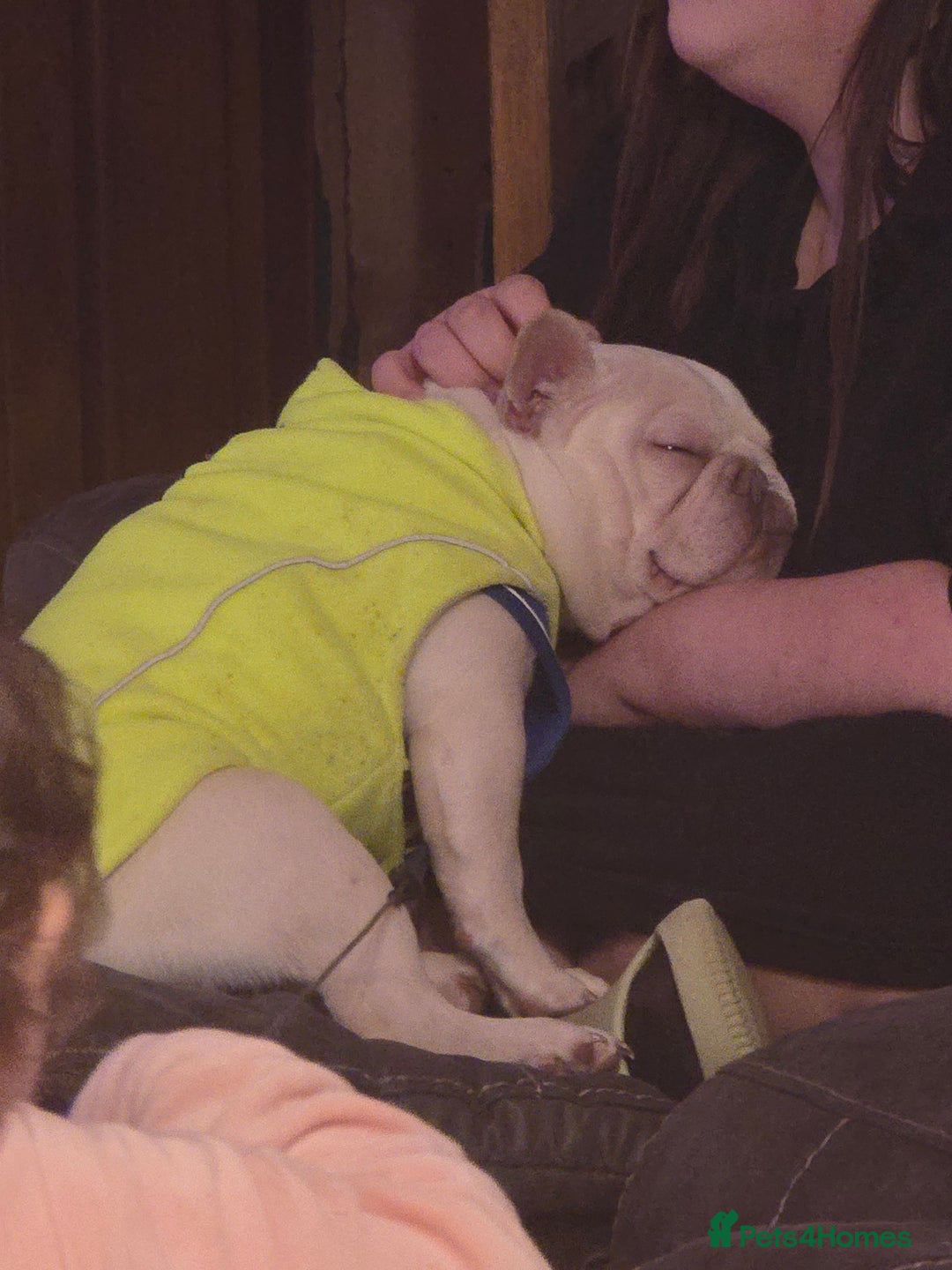 French Bulldog dogs for sale: Mylo-French Bulldog-8 months - Advert 5