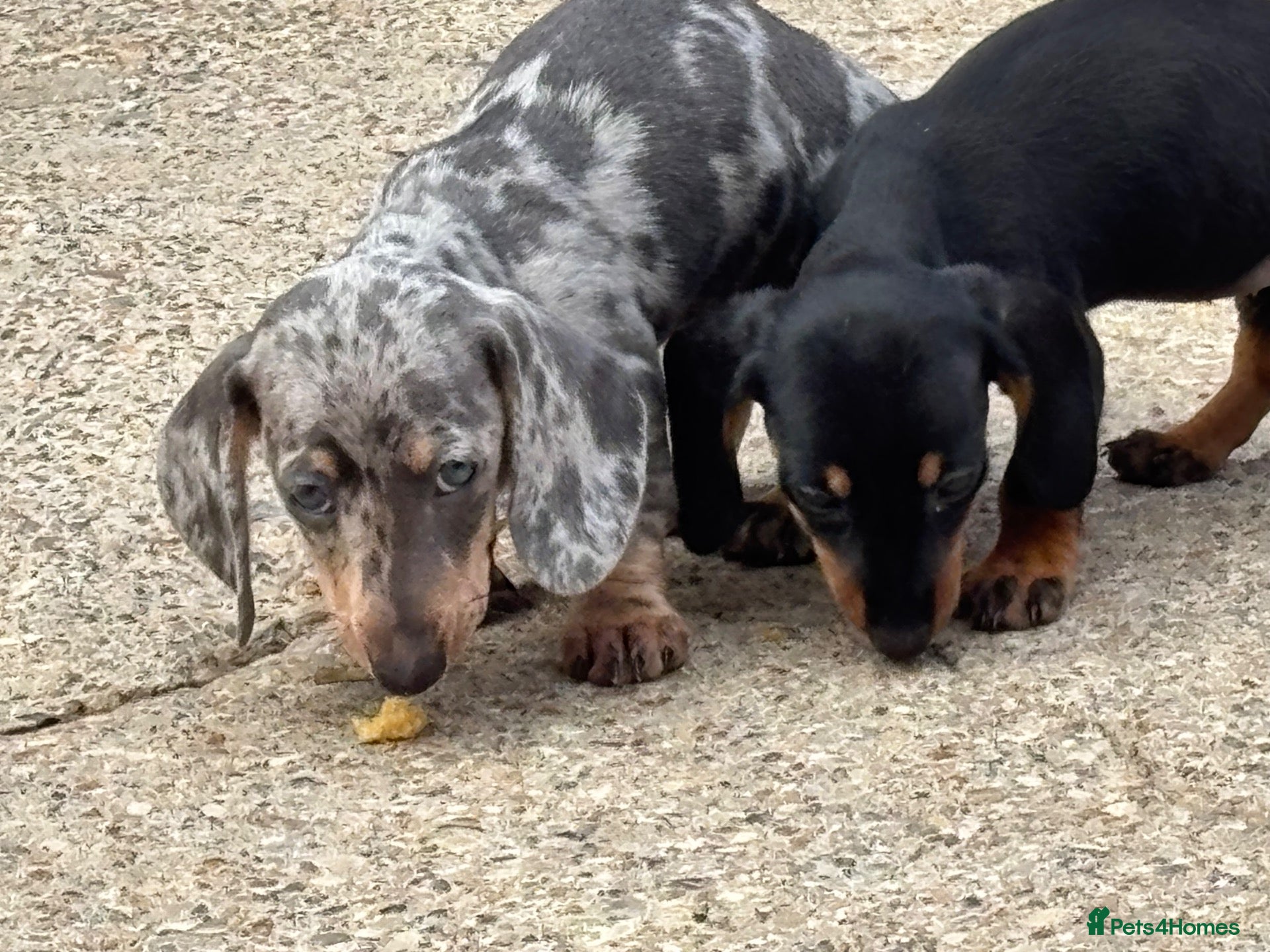 Miniature Dachshund dogs Miniature dachshunds - Advert 1