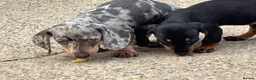 Miniature Dachshund dogs for sale: Miniature dachshunds - Advert 17