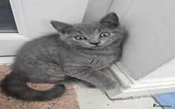 Mixed Breed cats for sale: 2 Beautiful Gray colored kittens - Image 2