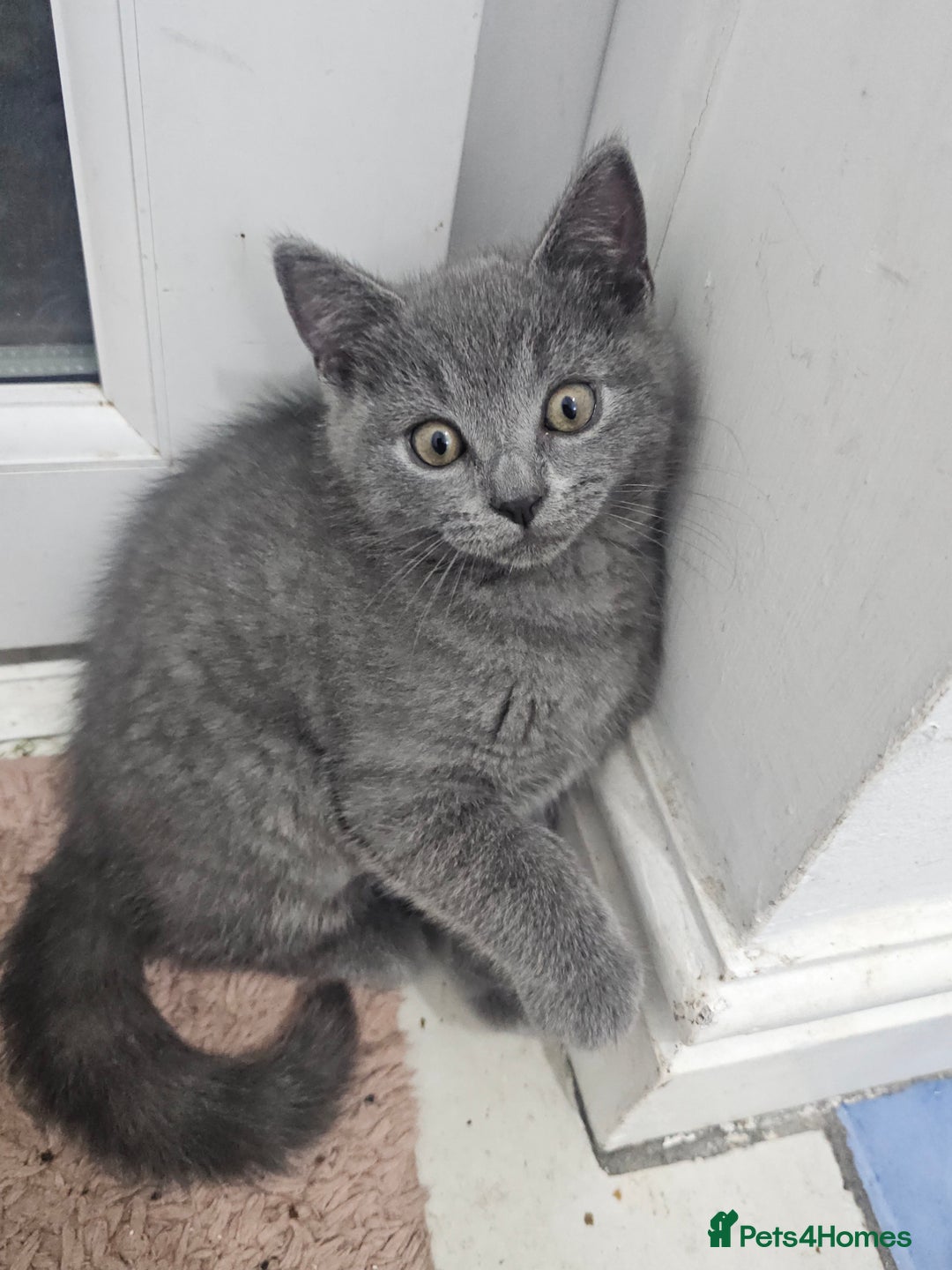 Mixed Breed cats for sale: 2 Beautiful Gray colored kittens - Image 2