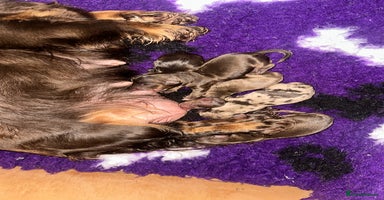 Miniature Dachshund dogs - Advert 13