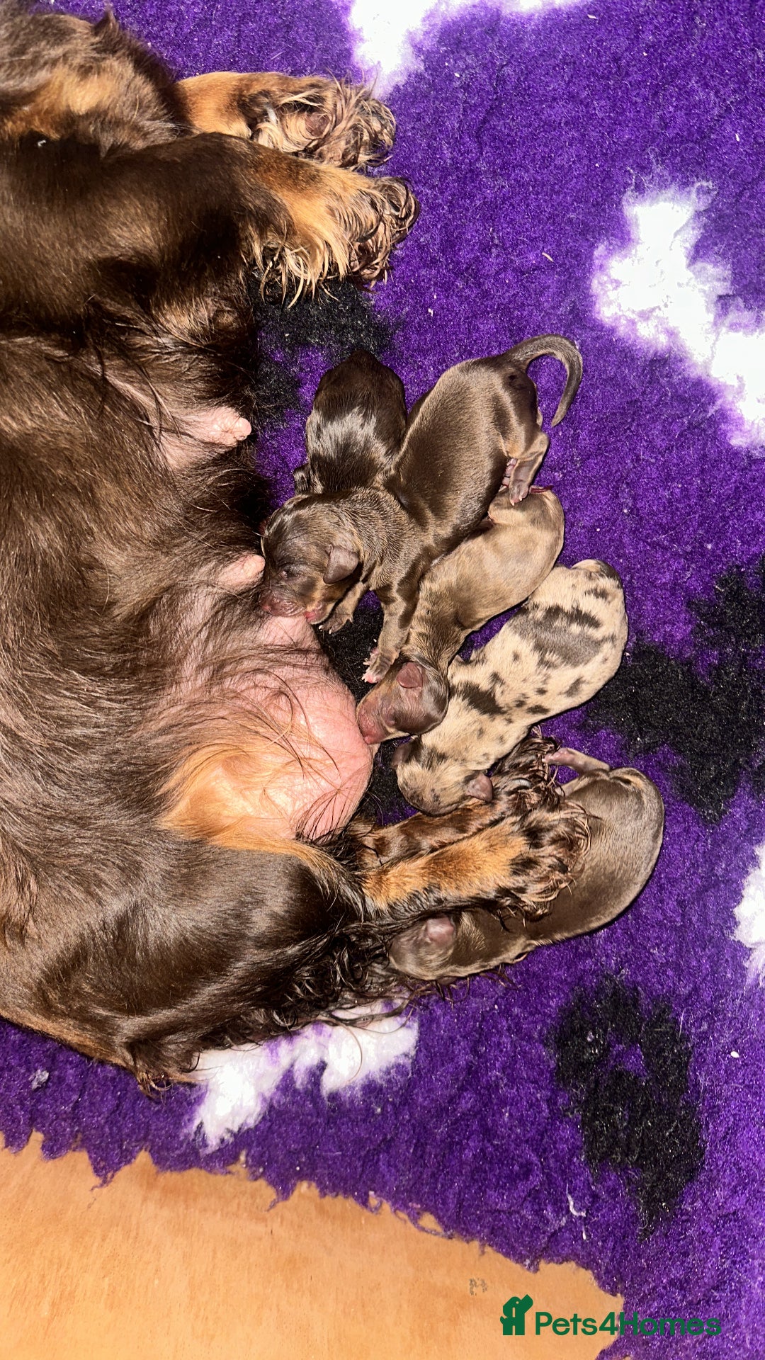 Miniature Dachshund dogs for sale: 👻🎃Miniature long coat Dachshunds 🎃👻 - Image 6