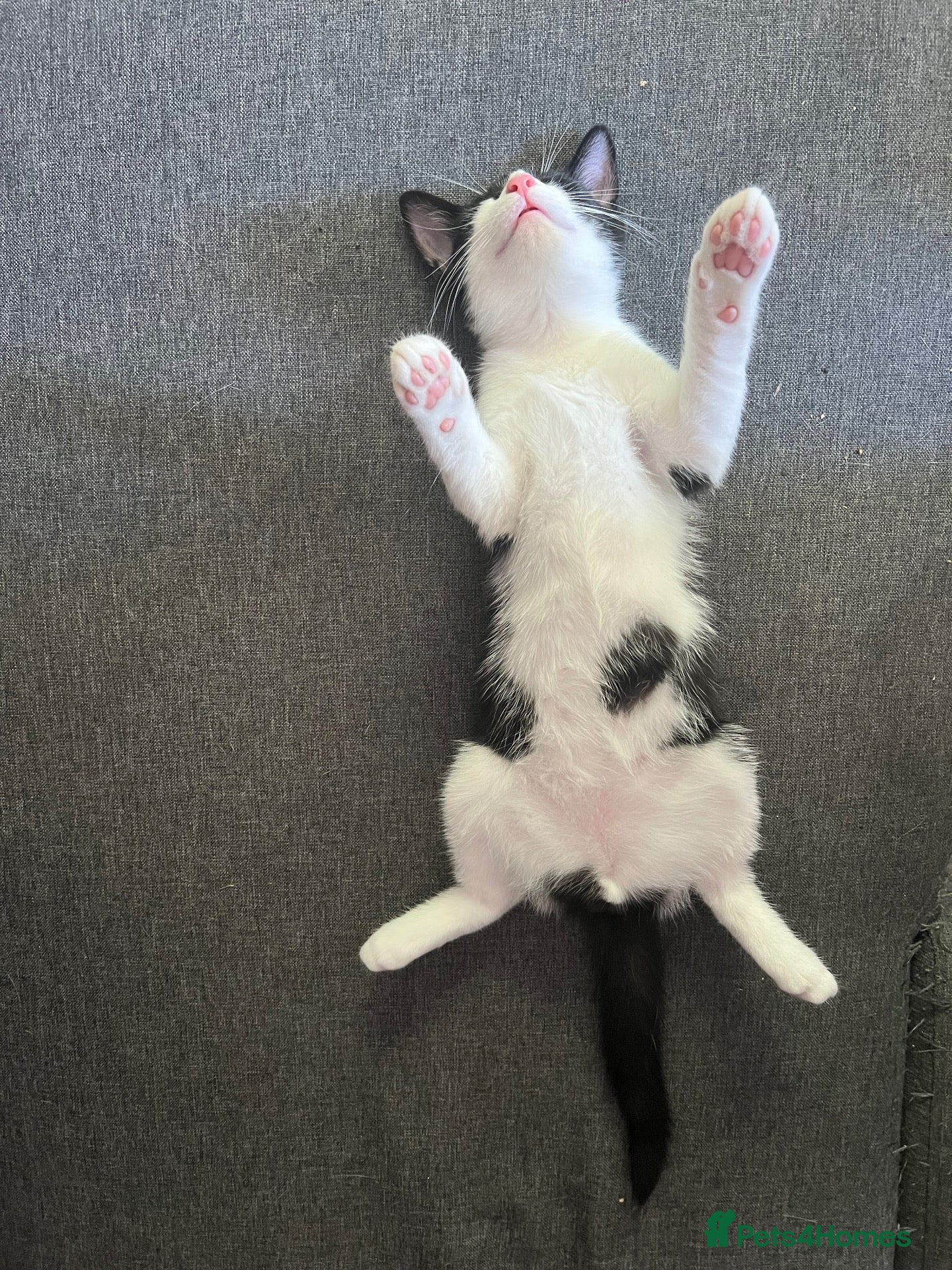 British Shorthair cats Batman is looking for a loving home - Advert 2