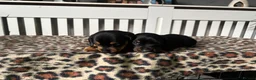 Miniature Dachshund dogs for sale: Miniature Dachshund Puppies in Houghton le Spring - Advert 2