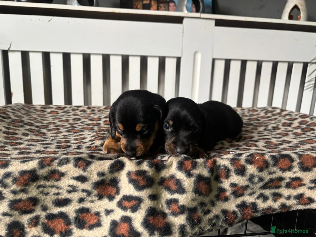 Miniature Dachshund dogs for sale: Miniature Dachshund Puppies in Houghton le Spring - Advert 2
