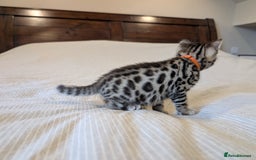 Bengal cats for sale: 🖤🤎 Gorgeous Bengal Kittens 🤎🖤 - Image 19