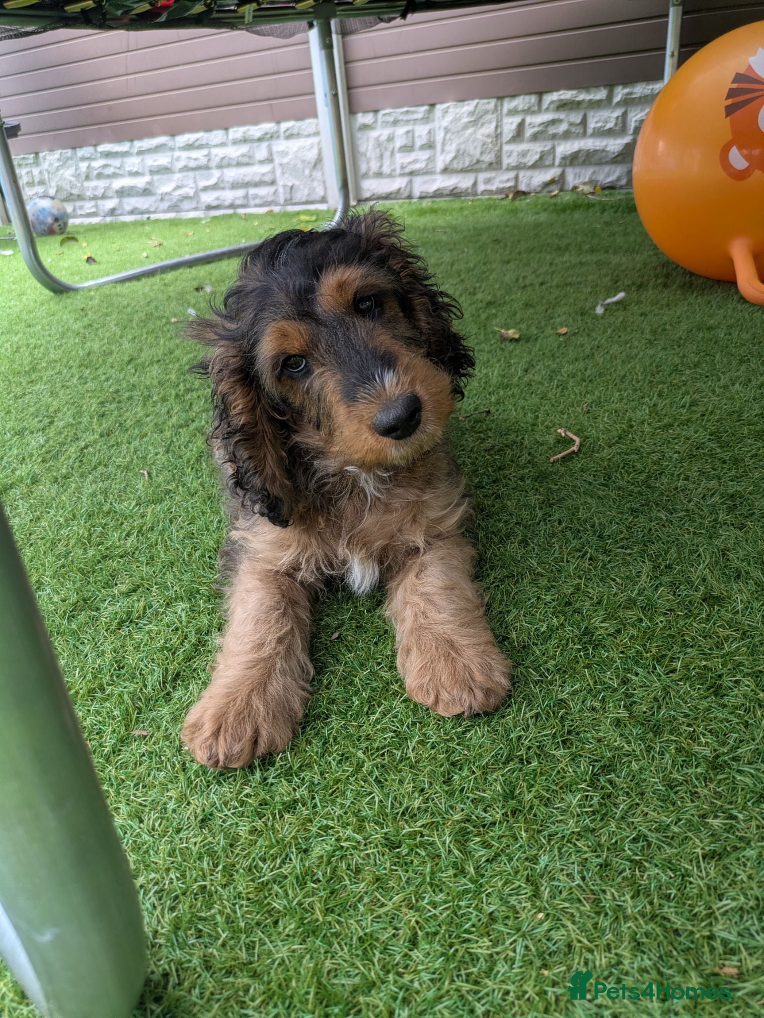 Cockapoo dogs Ready f1 Show/Toy boy for his forever home - Advert 1