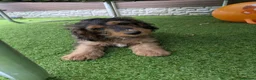 Cockapoo dogs for sale: Ready f1 Show/Toy boy for his forever home - Advert 8