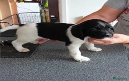 English Springer Spaniel dogs for sale: Working English Springer Spaniel  in Cullompton - Image 15