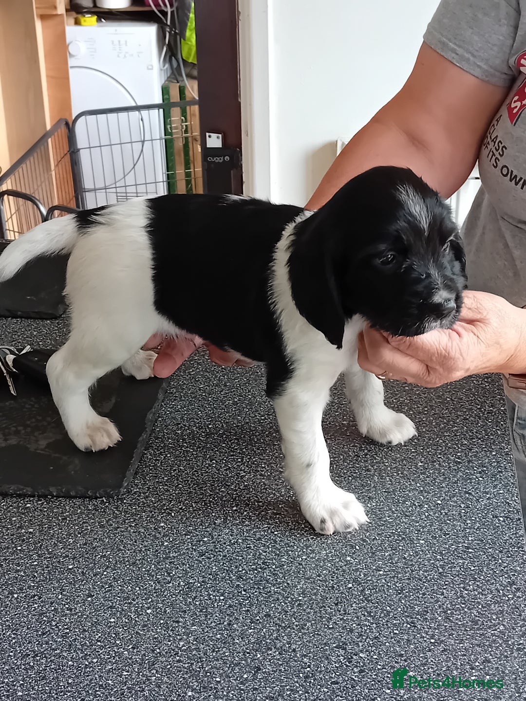 English Springer Spaniel dogs for sale: Working English Springer Spaniel  in Cullompton - Image 15