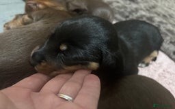 Miniature Dachshund dogs for sale: Long haired miniature dachshunds  - Advert 6