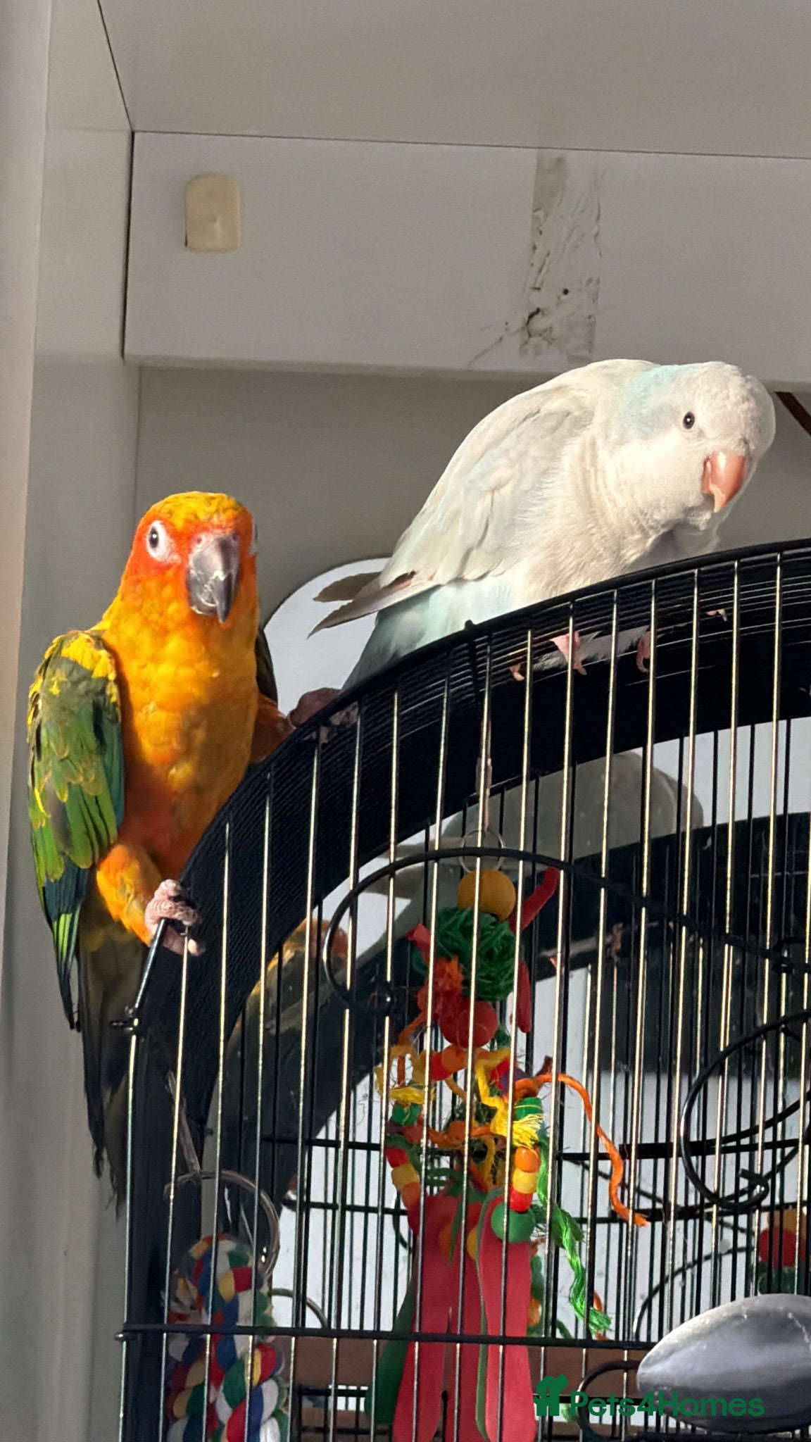Conures birds Young sun conure and blue pallid Quaker  - Advert 1