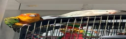 Conures birds for sale: Young sun conure and blue pallid Quaker  - Advert 1