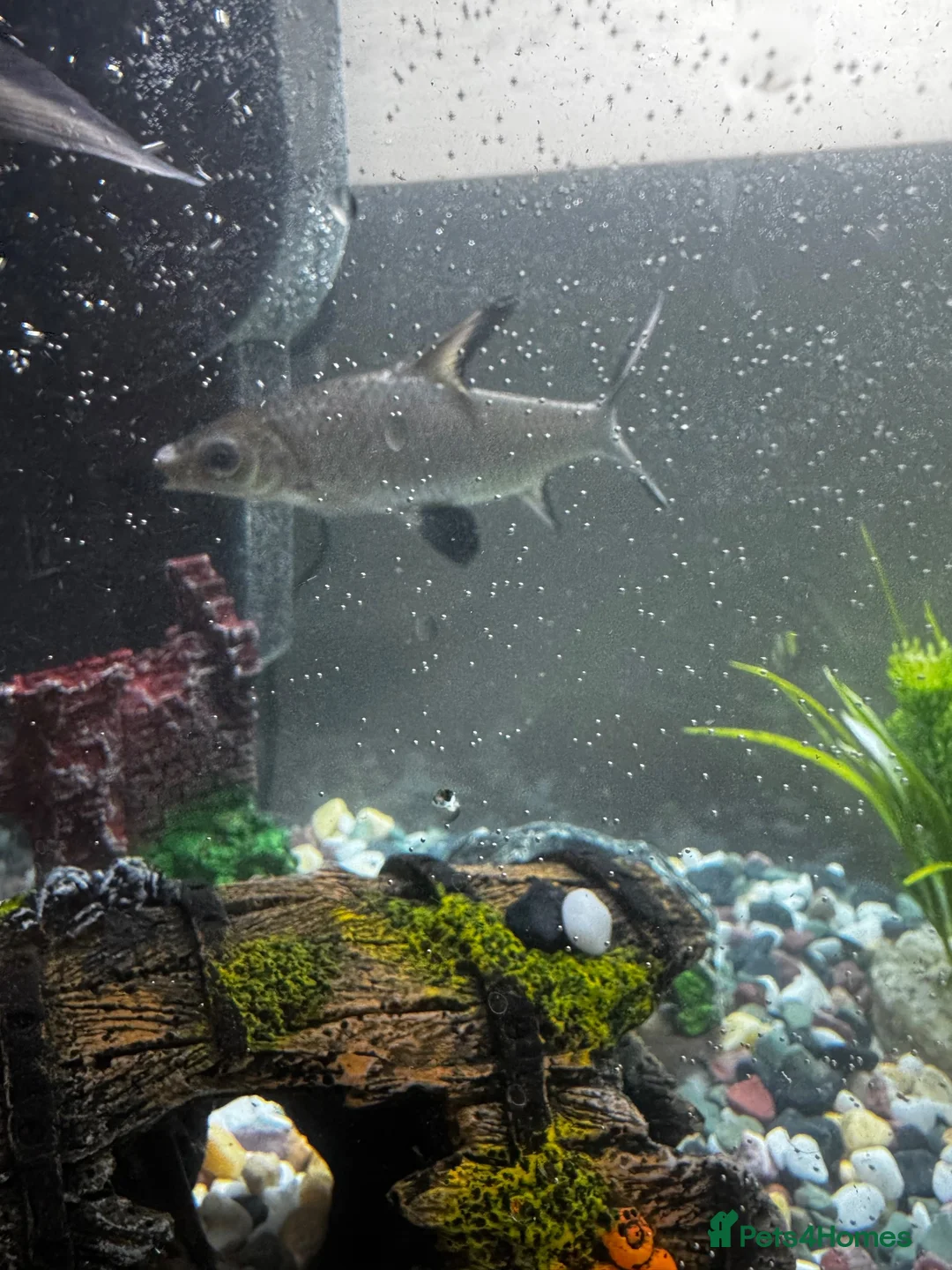 Sharks fish for sale: 2 Bala sharks  in Melton Mowbray - Advert 3