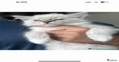 Ragdoll cats - Advert 6