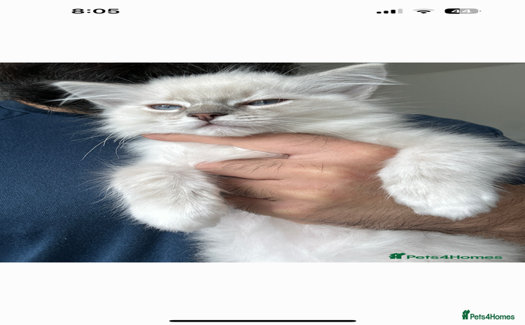 Ragdoll cats - Advert 1