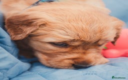 Golden Retriever dogs for sale: Golden Retriever Puppies KC Dad  - Image 30