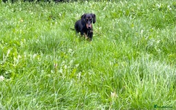 Miniature Dachshund dogs for sale: Black and Tan Miniature Smooth Female - Image 2
