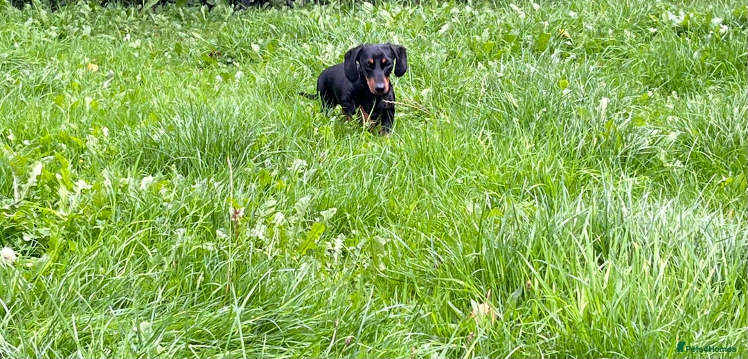 Miniature Dachshund dogs for sale: Black and Tan Miniature Smooth Female - Image 2