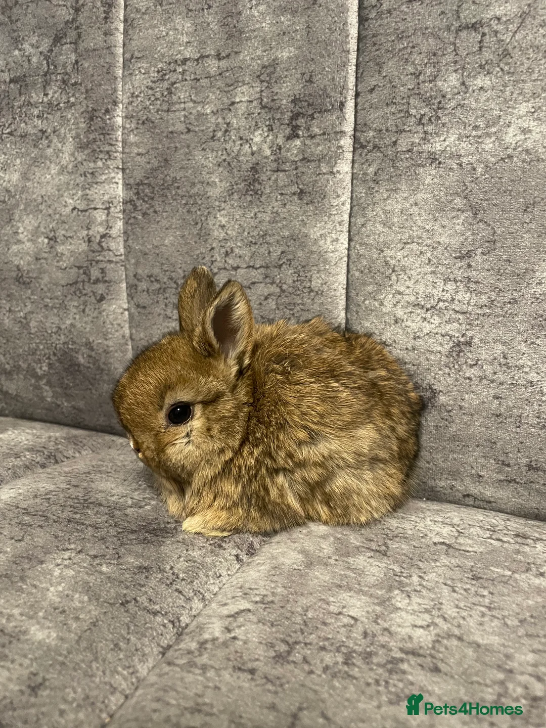 Mixed Breed rabbits for sale: mini lop/netherland dwarf - Advert 8