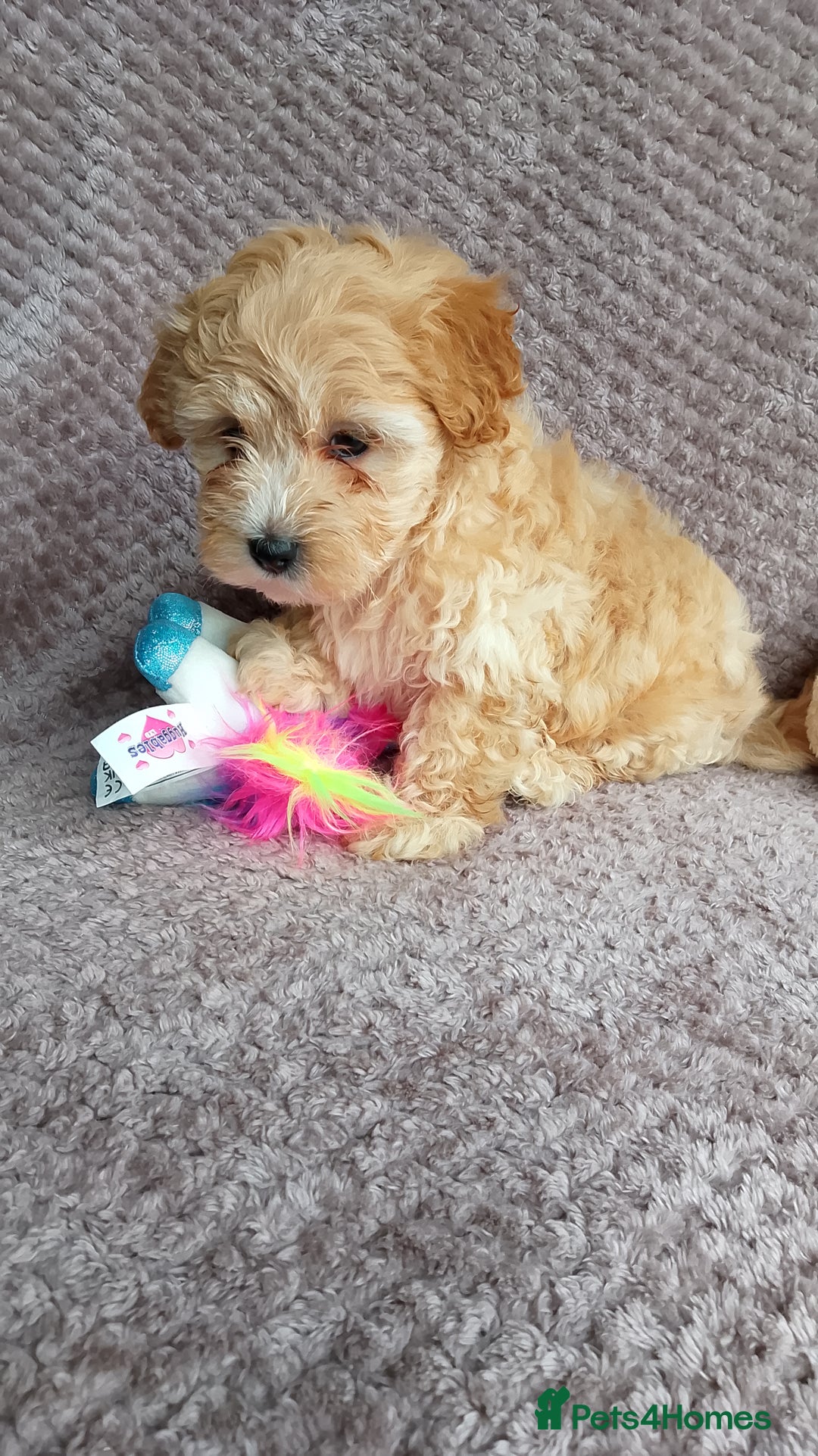 Maltipoo dogs for sale: F1 health tested toy (Asian) maltipoos🩷🩷 - Image 7